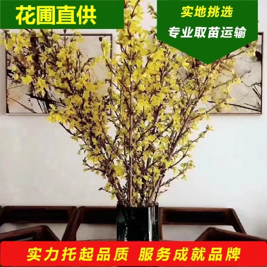 开原市迎春花干枝 东北连翘鲜切枝 探春花 金钟花寸寸金干枝 年宵花