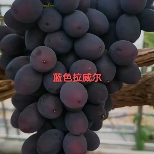 昌黎县早熟新品种  蓝色拉威尔  天然无核  抗病好管理  糖度高