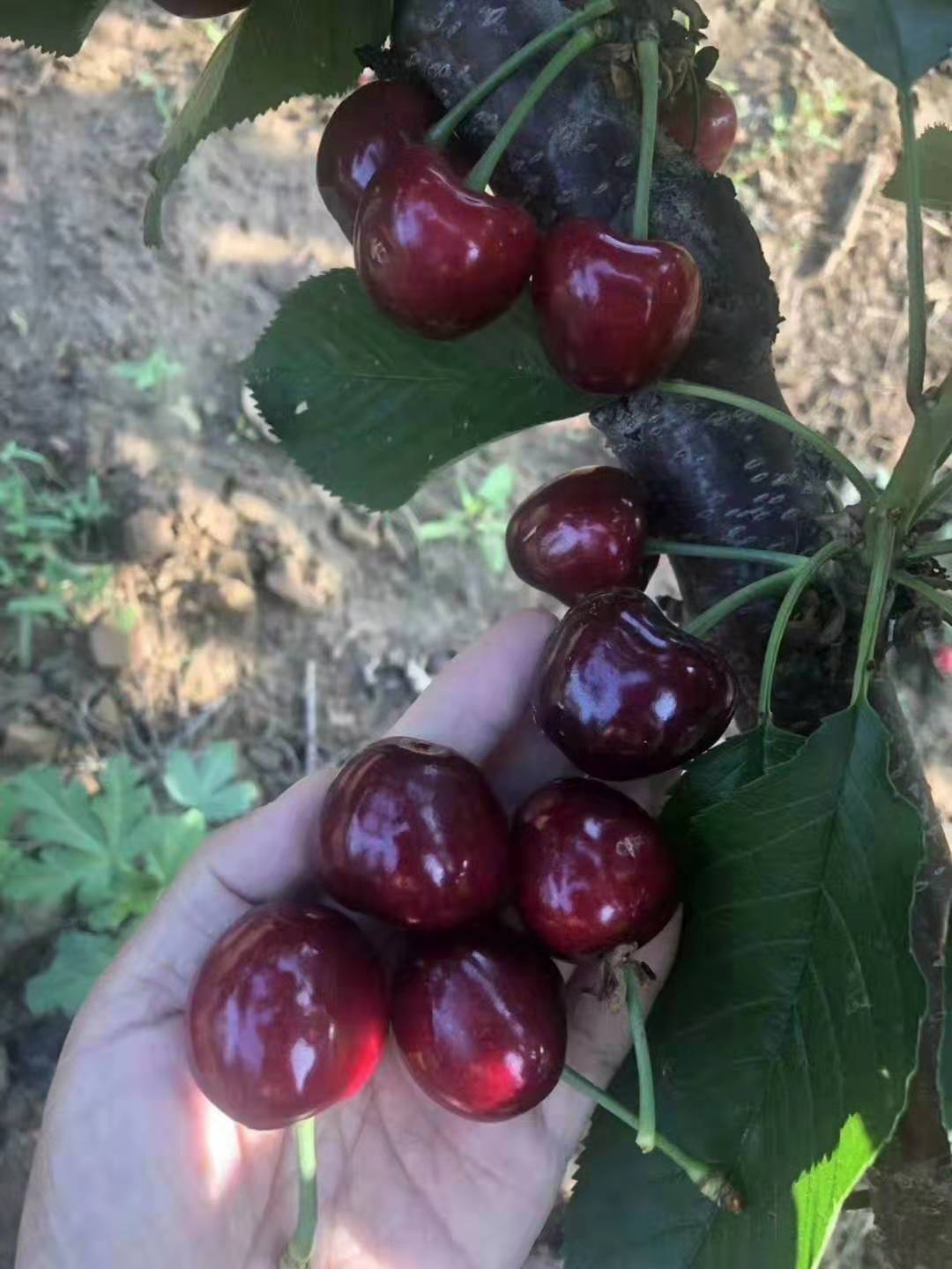 车里子大樱桃苗，嫁接苗，布袋杯苗带土带叶发货的，盆栽地栽都可