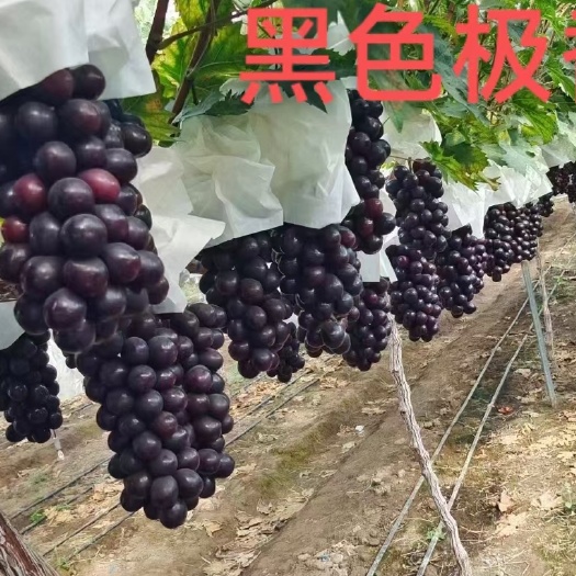 昌黎县晚熟品种黑色极香葡萄苗   糖度高 有浓郁的玫瑰香味
