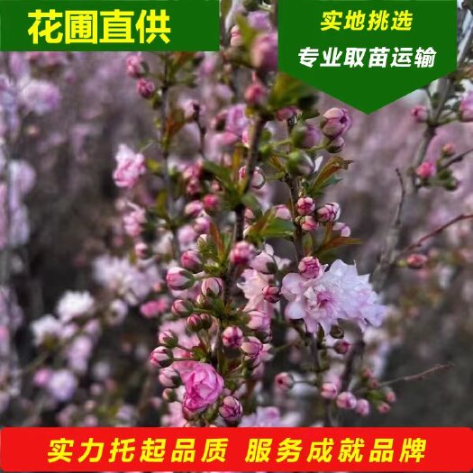 珍珠李干枝花 麦李鲜切枝条 水培插花水养枝条 年宵花产地批发