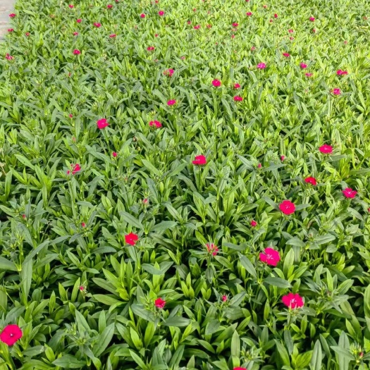 石竹）（大红、玫红、花边）