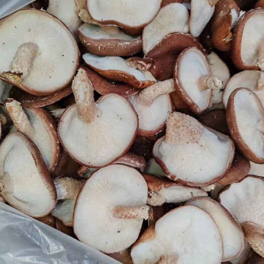 仁怀市马桑菌