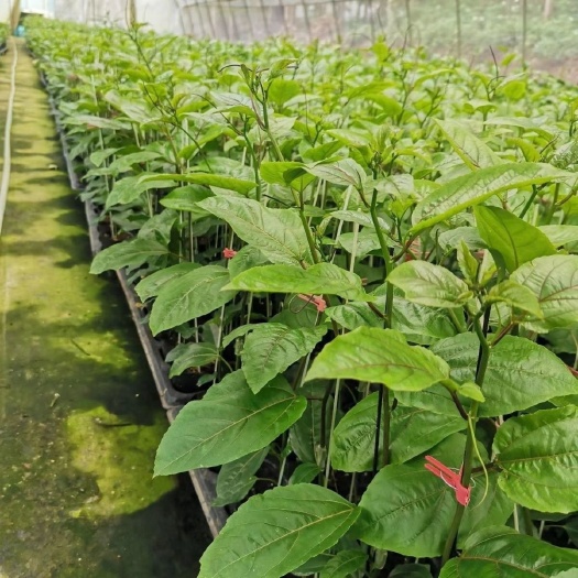 北流市百香果苗新品钦密9号嫁接苗四季盆栽阳台庭院大棚种植黄金