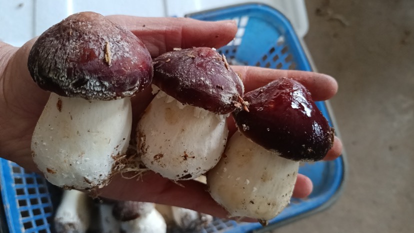 暖棚大球盖菇新鲜赤松茸球盖菇现采现发支持一件代发