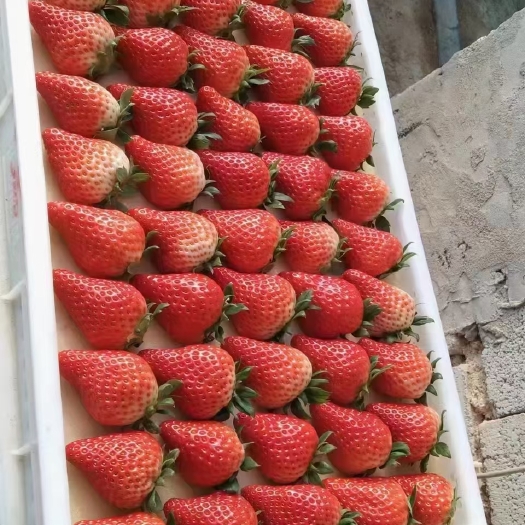 上海草莓