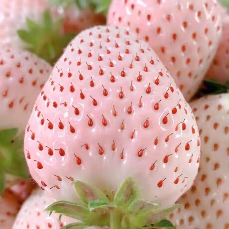 淡雪草莓白草莓