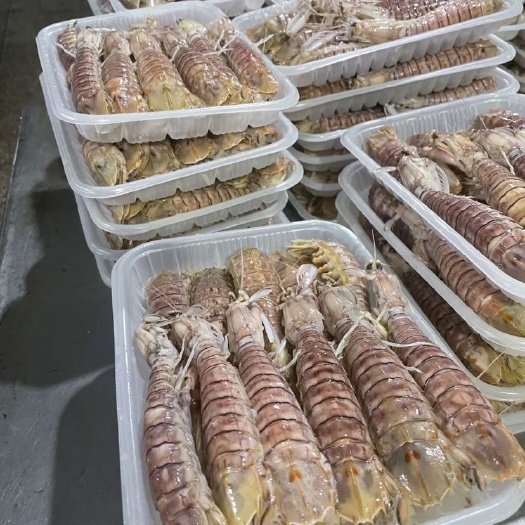 北海北部湾汇顺水产 源头厂家、活煮熟冻皮皮虾 有量有价。