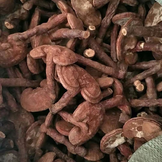金寨县金寨赤灵芝