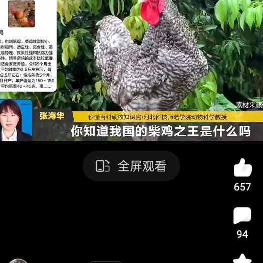 侯马市1.5斤左右的芦花鸡，母鸡侯马本地自提