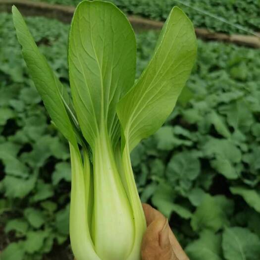 三台县小白菜，上海青