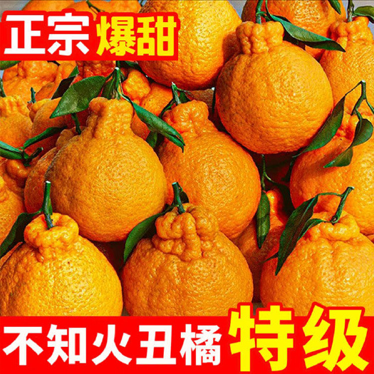 崇州市9斤【精品】丑橘不知火新鲜现摘四川春见耙耙柑应季水果桔子薄皮