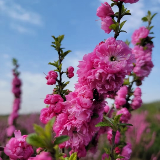 开原市红梅干枝花 重瓣榆叶梅鲜切枝条 红叶榆叶梅水培插花 产地批发