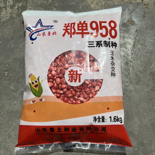 宁津县新三系郑单958玉米种子 鲁北种业直销 国审品种 稳产