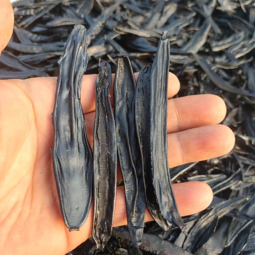 黎平县水蛭菲牛蛭