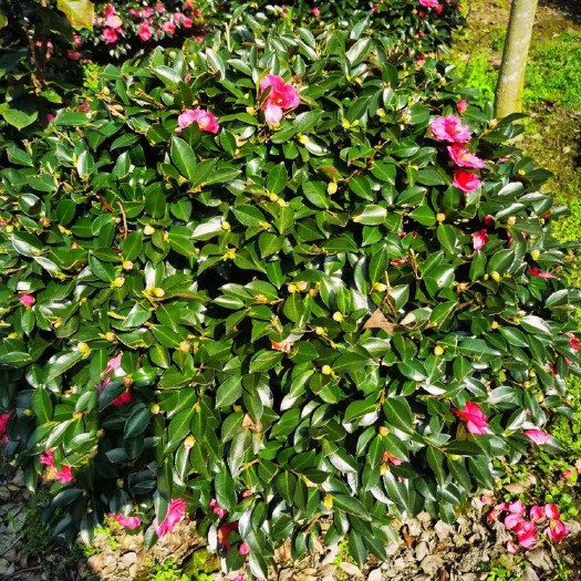 成都茶梅球冠幅80-100