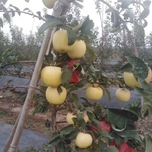 泰安维纳斯，条纹红2001，红思尼克，华硕，月香，富士苹果苗，