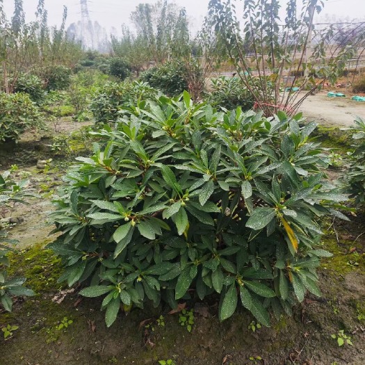 结香150袋苗