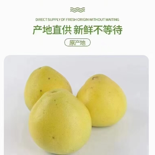 洪江市黔阳冰糖柚