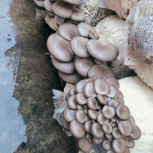 农产品天然，平菇优惠价，食材你定我送，有几健康出众