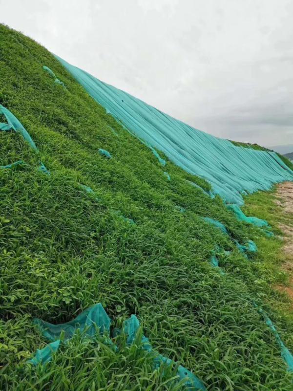 護坡草種子 高速護坡草籽，河堤護坡草坪種子護坡固土草種子