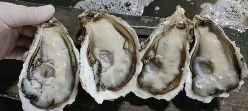 诏安县乳山精品三倍体生蚝