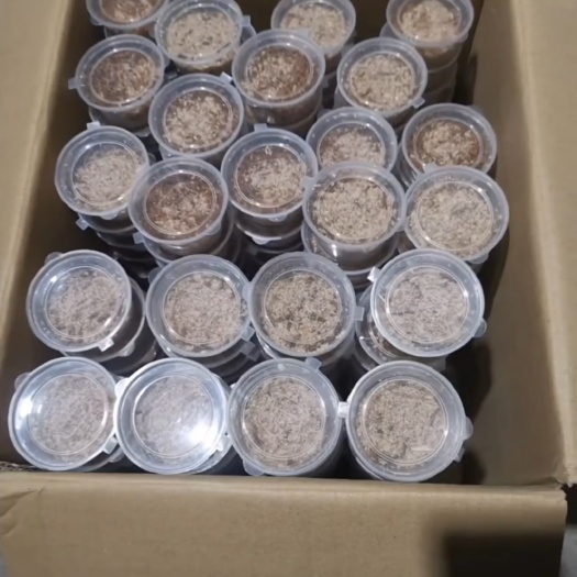 小宝装盒，黄粉虫，面包虫