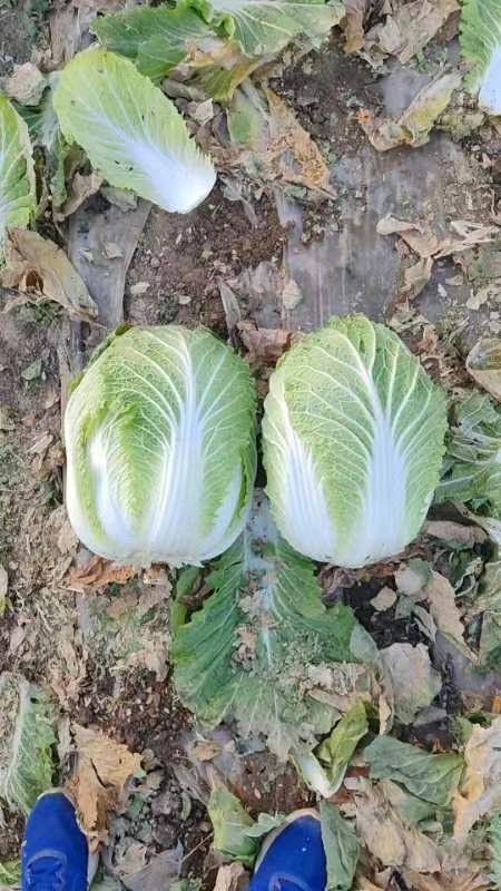 清水县黄心大白菜