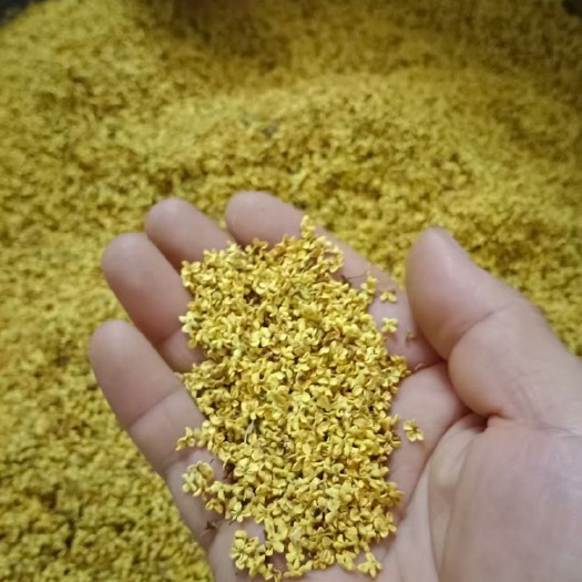全州县桂花茶浓香金桂花干500g新鲜食用烘焙做桂花糕天然除口臭
