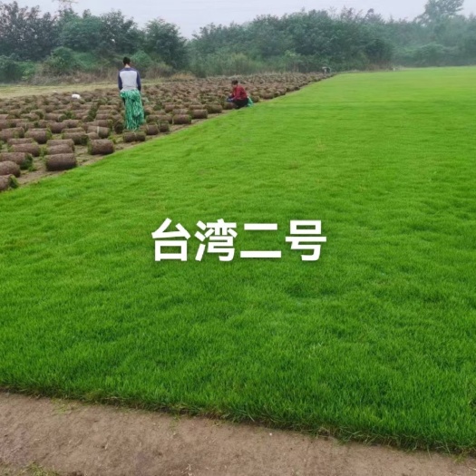 成都草坪