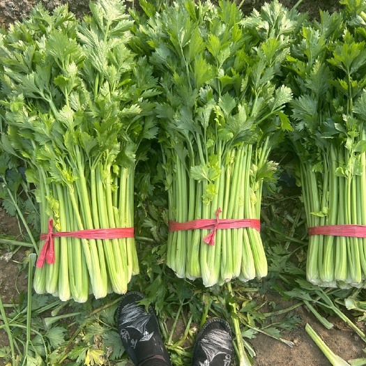 夏邑县芹菜，提供各种包装，适合市场，超市，电商平台，加工厂，食堂