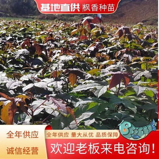 枫香苗基地直发！