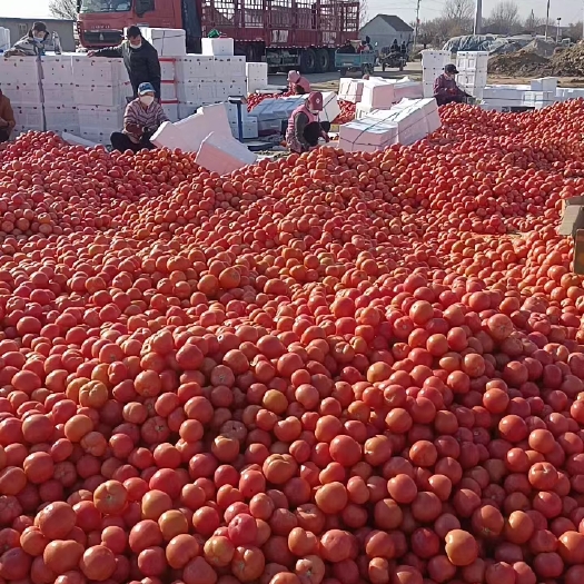 精品沙瓤硬粉西红柿大量上市，对接电商超市商场代收代发全国各地