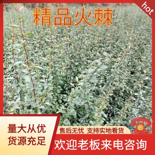 火棘苗基地直供