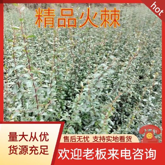 利川市火棘苗基地直供