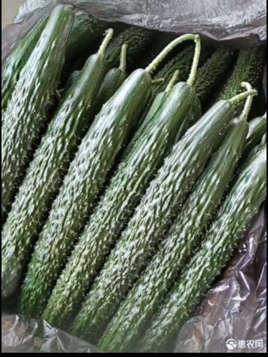 干花带刺，长度15-35cm，万亩黄瓜产业基地，四季供货