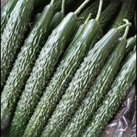 干花带刺，长度15-35cm，万亩黄瓜产业基地，四季供货