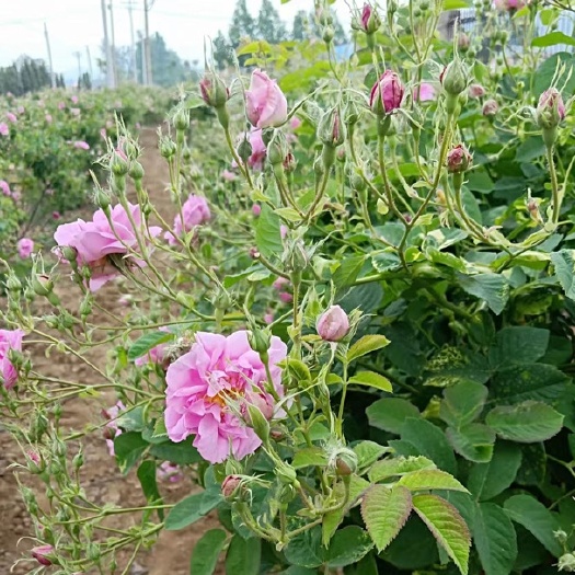 平阴县3年生食用玫瑰法国保加利亚玫瑰种苗法兰西玫瑰千叶大马士革玫瑰