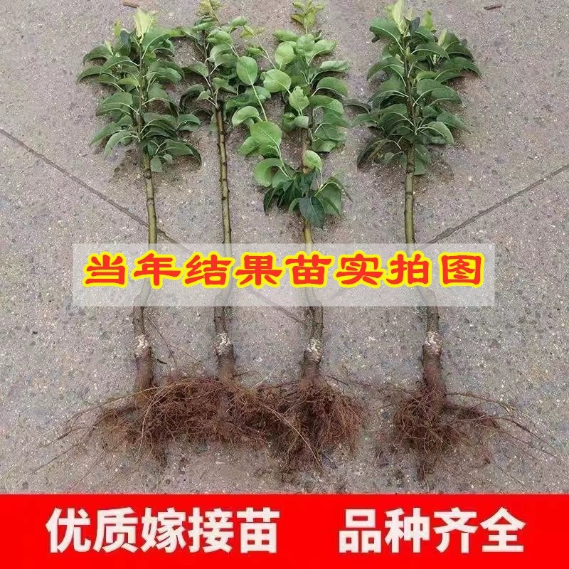 秋月梨树苗嫁接果树苗黄金梨盆栽地栽苗南方北方种植当年结果