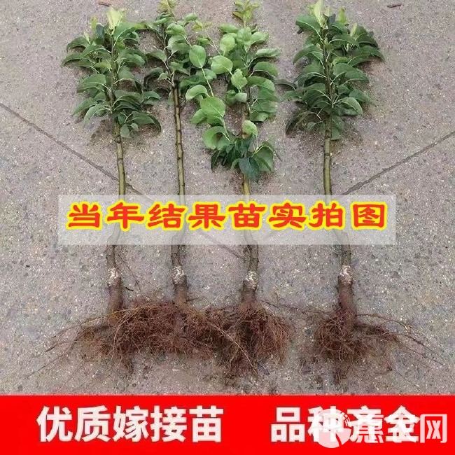 秋月梨树苗嫁接果树苗黄金梨盆栽地栽苗南方北方种植当年结果