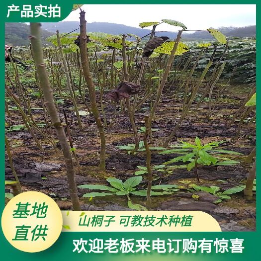 利川市毛叶山桐基地直供