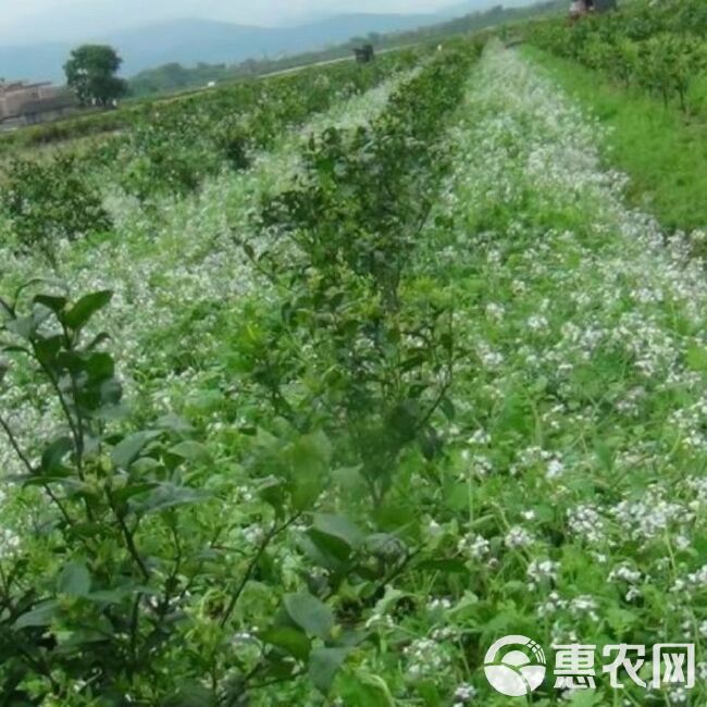 肥田萝卜种子果园天然优质绿肥种籽满园花茹菜饲肥兼用秋季南北方