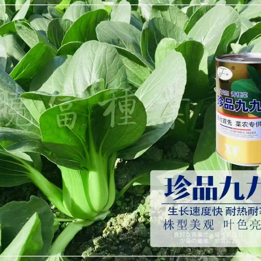青梗菜种子珍品九九青梗菜种子耐热耐寒抗逆性强大田基地专用