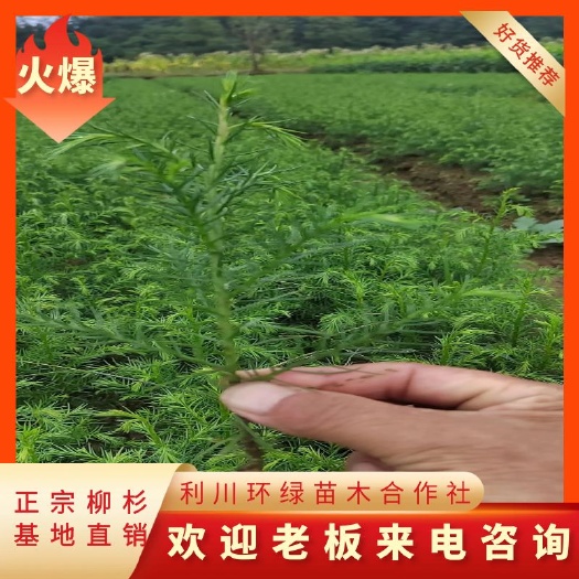 利川市柳杉基地直发，量大从优！