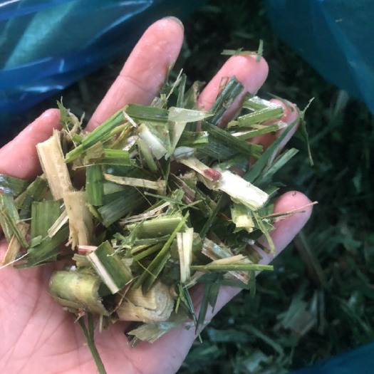 柳城县优质青储，甘蔗叶