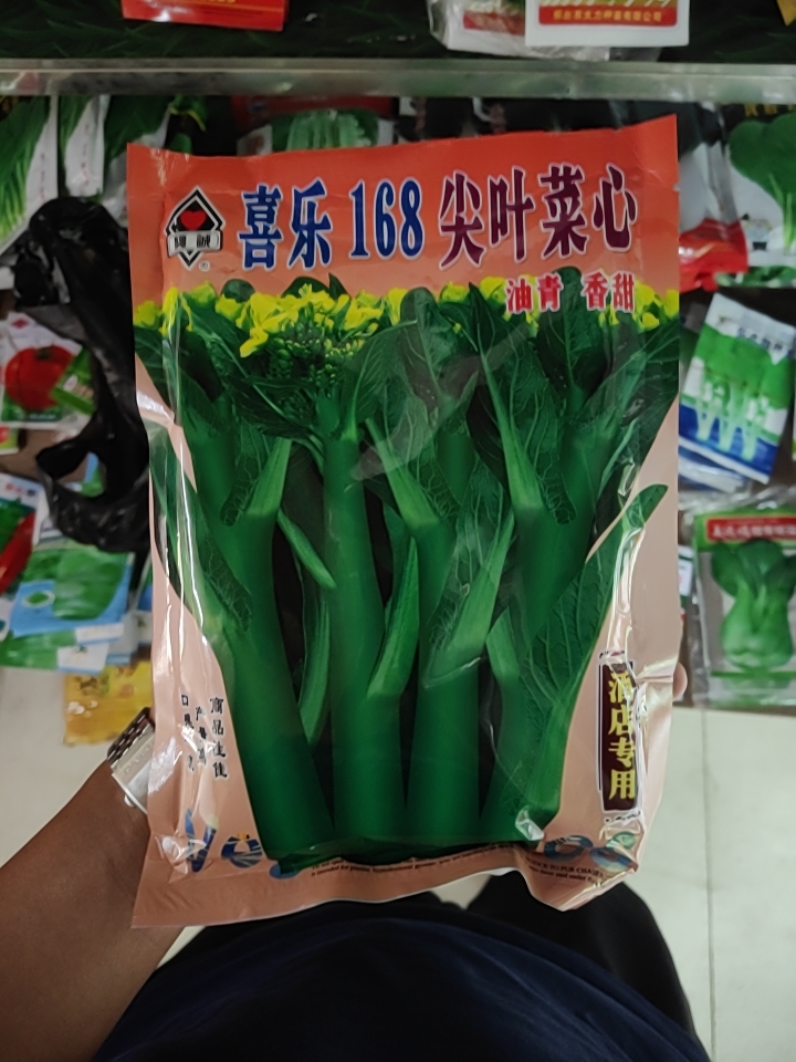 甜菜心种子  青油甜菜心蔬菜种子，优良品种，整齐度好，商品性