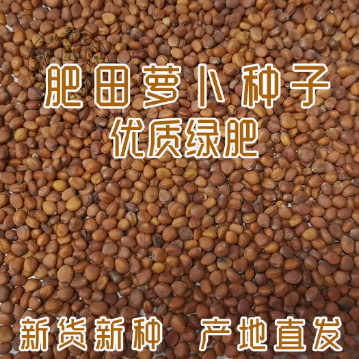 苏州肥田萝卜种子果园天然优质绿肥种籽满园花茹菜饲肥兼用秋季南北方