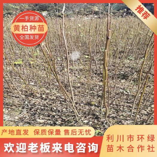 利川市厚皮黄柏，基地直供，价格优惠