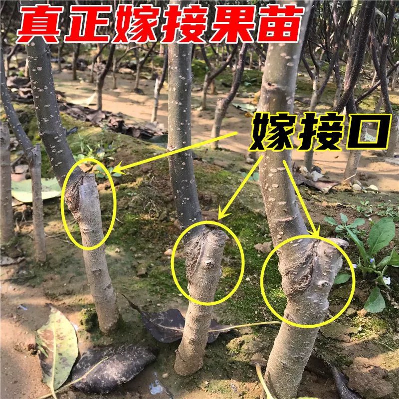 秋月梨树苗嫁接果树苗黄金梨盆栽地栽苗南方北方种植当年结果