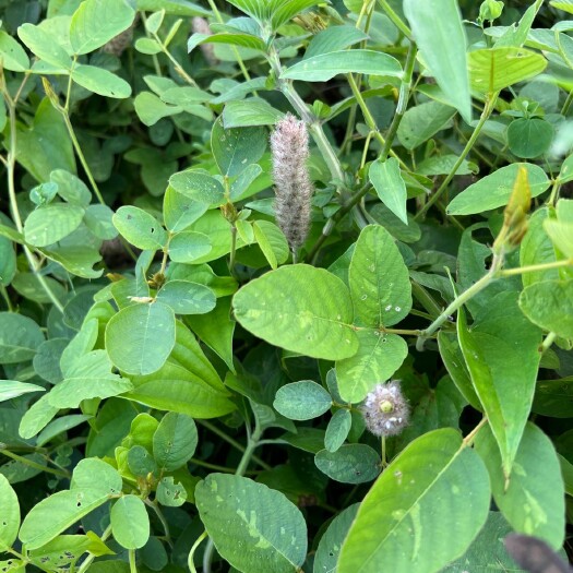 梧州广西狸尾草，新鲜晒干